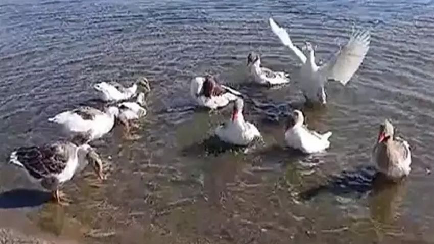 Kümese kapatılan kazlara 'şartlı tahliye' izni! Denize girmemek kaydıyla serbestler - Sayfa 1