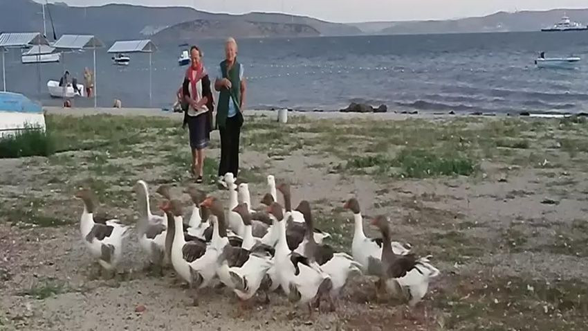 Kümese kapatılan kazlara 'şartlı tahliye' izni! Denize girmemek kaydıyla serbestler - Sayfa 2