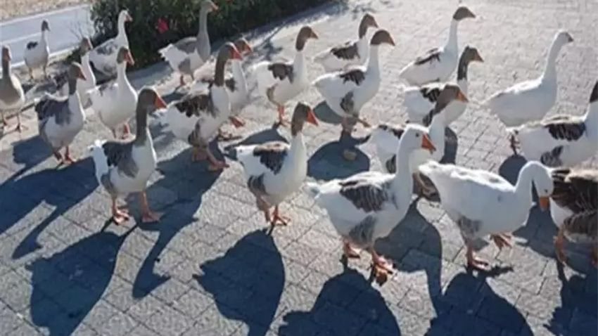 Kümese kapatılan kazlara 'şartlı tahliye' izni! Denize girmemek kaydıyla serbestler - Sayfa 3