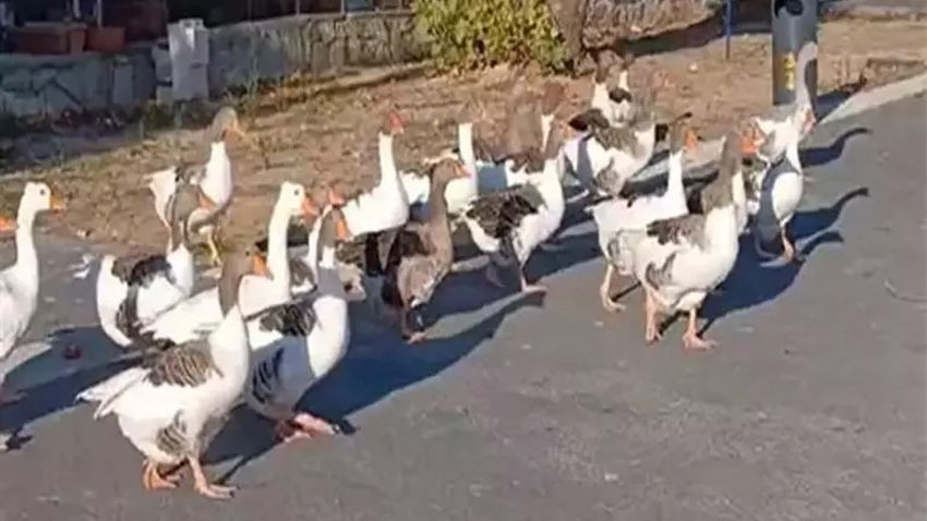 Kümese kapatılan kazlara 'şartlı tahliye' izni! Denize girmemek kaydıyla serbestler - Sayfa 4