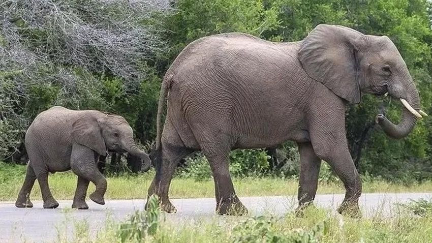 Multimilyoner CEO'nun ölümü kan dondurdu! Safaride vahşice can verdi... - Sayfa 3