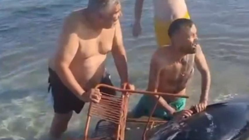 ORKİNOSU YAKALAMAYA ÇALIŞANLARIN GÖRÜNTÜLERİ VİRAL OLDU! ORKİNOS O KİŞİLERİN ELİNDEN ZOR KURTULDU - Sayfa 2