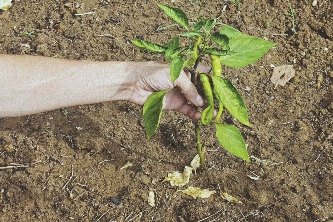 Ünlü oyuncu 'temiz gıda hakkım' dedi tarlaya girdi! VIP hayattan köy yaşamına! - Sayfa 2