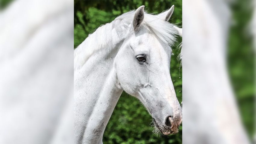 İngiliz Kraliyet Ailesinde buruk veda: Tyrone emekli oldu - Sayfa 3