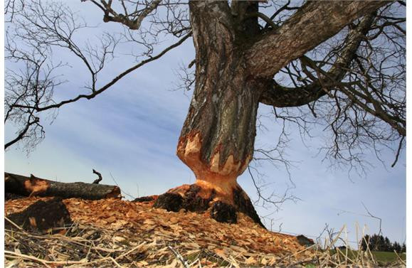 İşte 2013 yılının en şaşırtıcı fotoğrafları - Sayfa 7