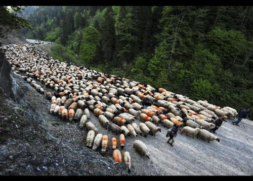 AA'dan 2014'ün en iyi fotoğrafları - Sayfa 44