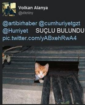 Twitter 'Trafoya kaçan kedi' geyikleriyle yıkıldı! - Sayfa 17