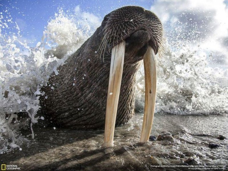 National Geographic'in 2016 en iyi doğa fotoğrafları - Sayfa 2