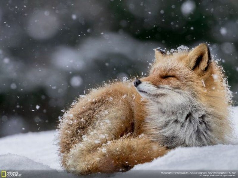 National Geographic'in 2016 en iyi doğa fotoğrafları - Sayfa 3