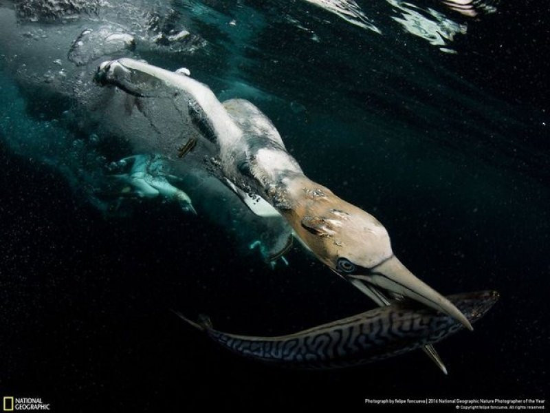 National Geographic'in 2016 en iyi doğa fotoğrafları - Sayfa 6