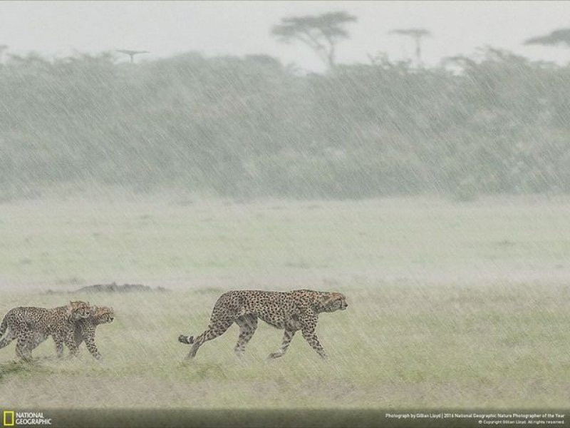 National Geographic'in 2016 en iyi doğa fotoğrafları - Sayfa 7