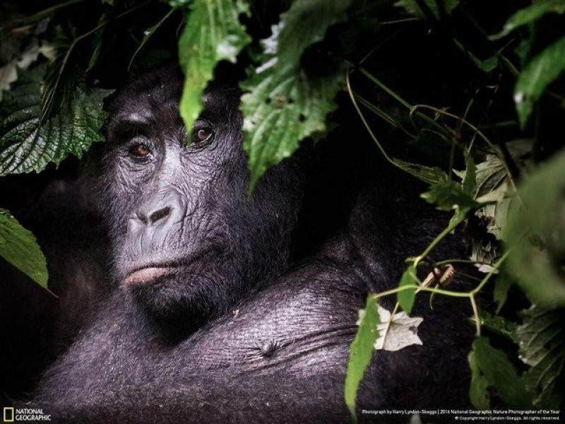 National Geographic'in 2016 en iyi doğa fotoğrafları - Sayfa 9