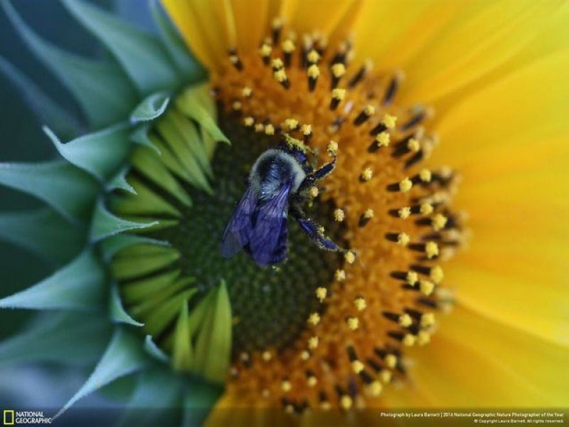 National Geographic'in 2016 en iyi doğa fotoğrafları - Sayfa 11