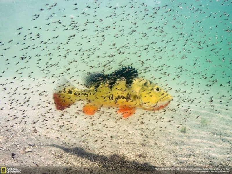 National Geographic'in 2016 en iyi doğa fotoğrafları - Sayfa 14