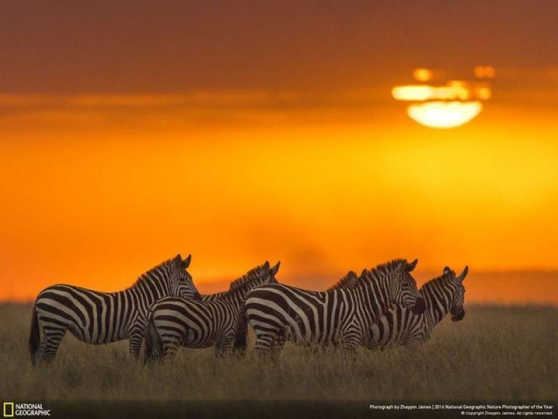 National Geographic'in 2016 en iyi doğa fotoğrafları - Sayfa 16