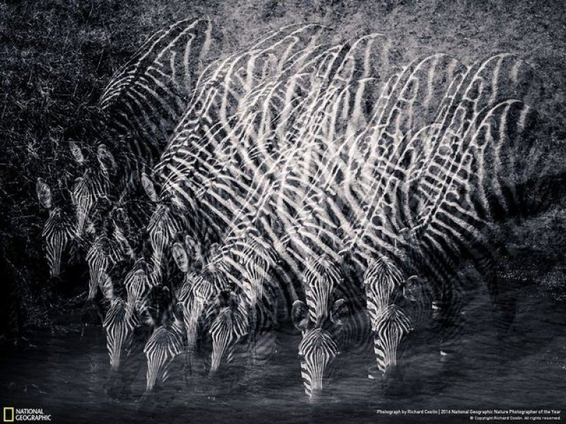 National Geographic'in 2016 en iyi doğa fotoğrafları - Sayfa 17