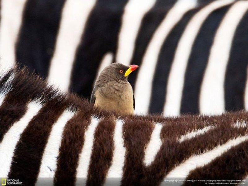 National Geographic'in 2016 en iyi doğa fotoğrafları - Sayfa 19