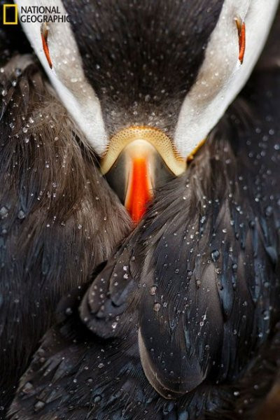 National Geographic'in 2016 en iyi doğa fotoğrafları - Sayfa 20