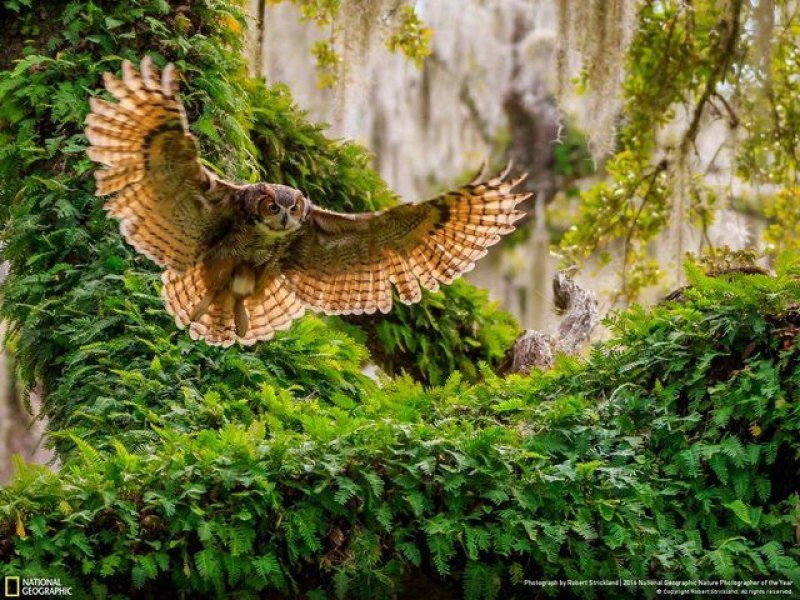 National Geographic'in 2016 en iyi doğa fotoğrafları - Sayfa 28