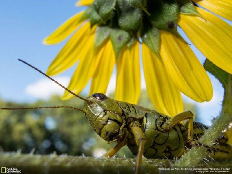 National Geographic'in 2016 en iyi doğa fotoğrafları - Sayfa 29