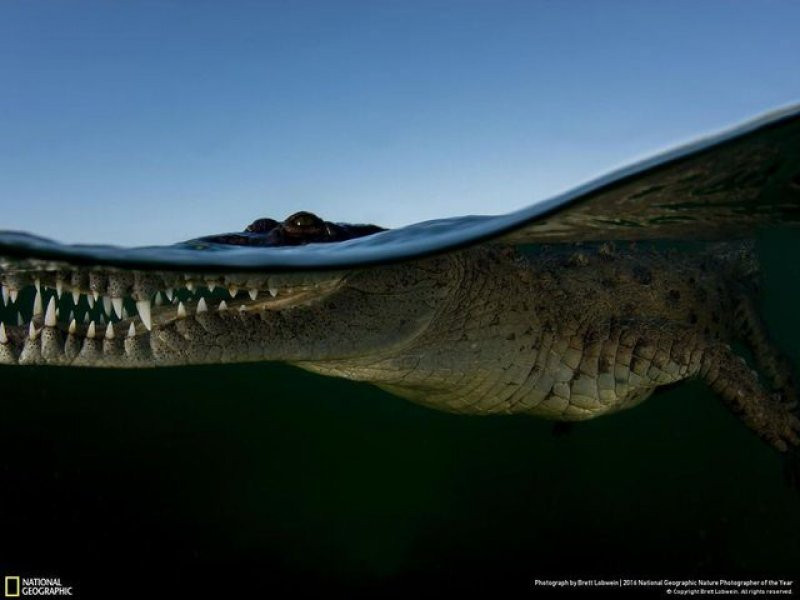 National Geographic'in 2016 en iyi doğa fotoğrafları - Sayfa 30