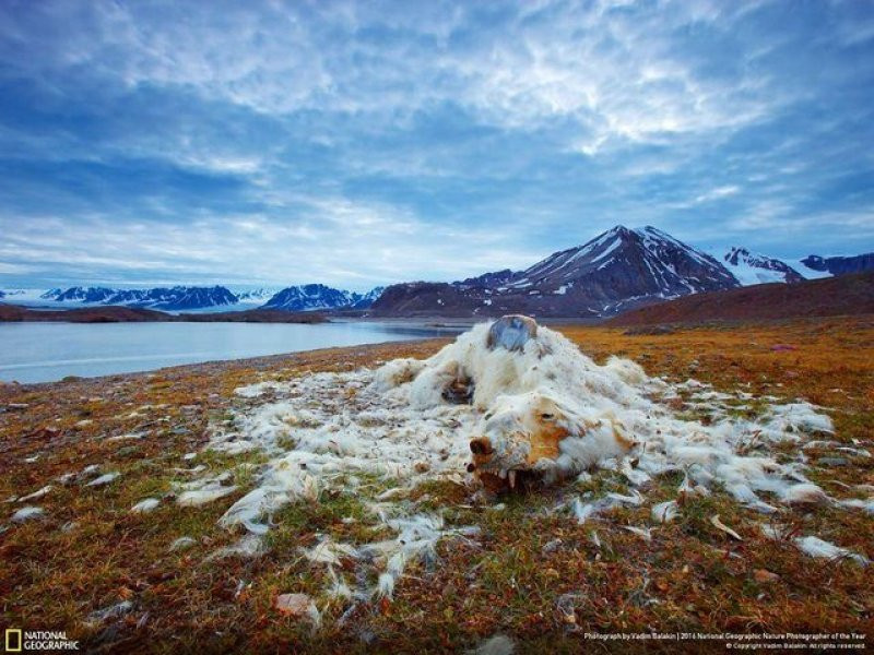 National Geographic'in 2016 en iyi doğa fotoğrafları - Sayfa 45