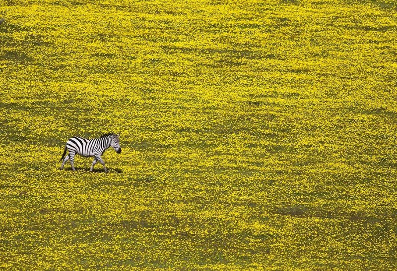 National Geographic'den muhteşem fotoğraflar - Sayfa 23